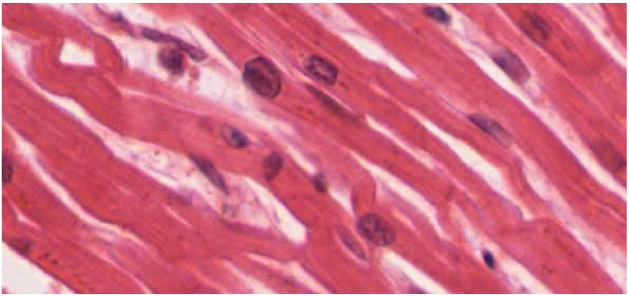 Connective Tissue, Muscle Tissue, Epithelial Tissue, & Nervous Tissue