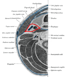  Gaine carotidienne 