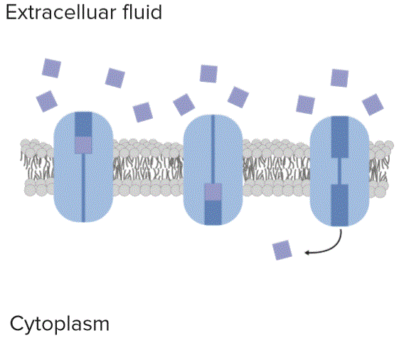 Transport Across Cell Membrane | Lecturio Medical Online Library