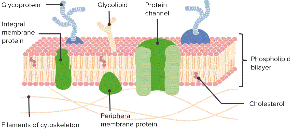 Introduction to Pharmacokinetics on Make a GIF