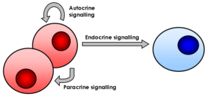 cell signalling
