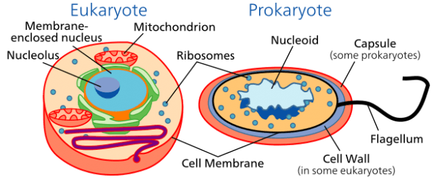 Celltypes