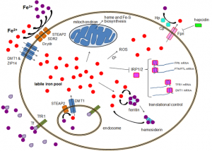 Cellular iron homeostasis