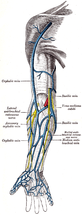 Veins of the Arm: Cephalic Vein & Basilic Vein