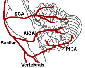 branches of the basilar artery