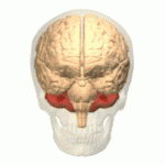 Cerebellum brain anatomy