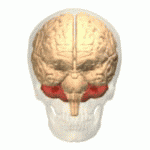Cerebrellum Animation