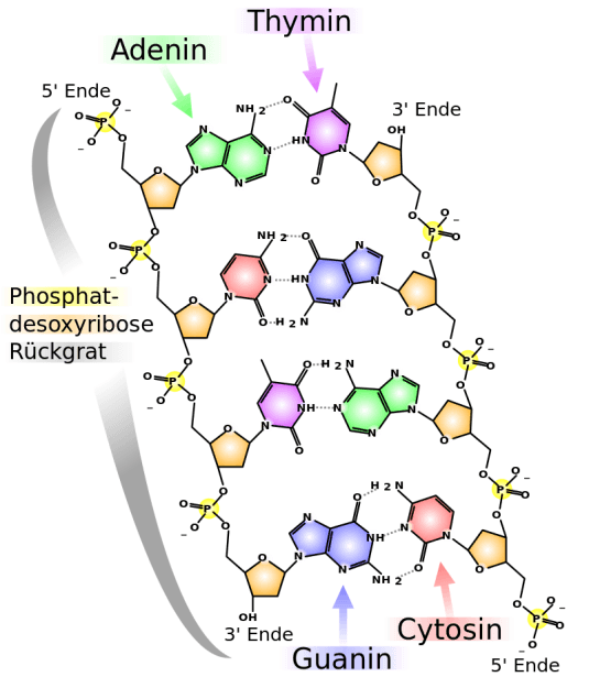 chemical structure of dna