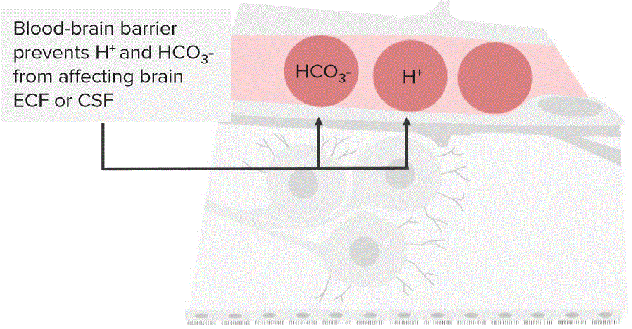 Chemoreceptor