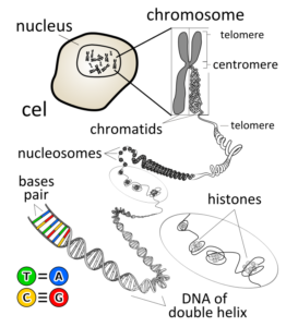 Chromosome-sex-linked-genetic-disorders