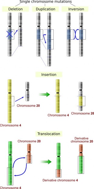 Chromosomes mutations Chromosomes mutations