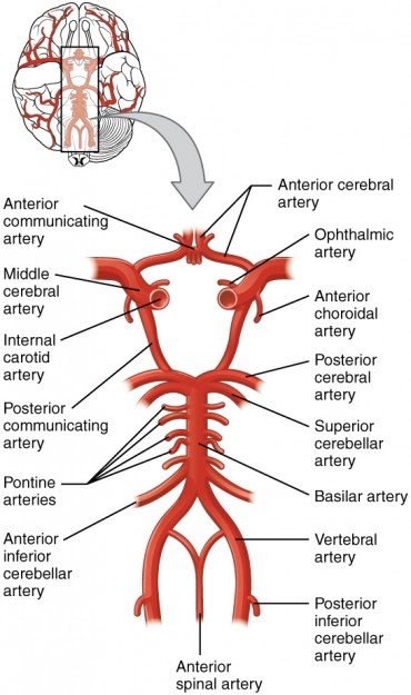 Circle of Willis