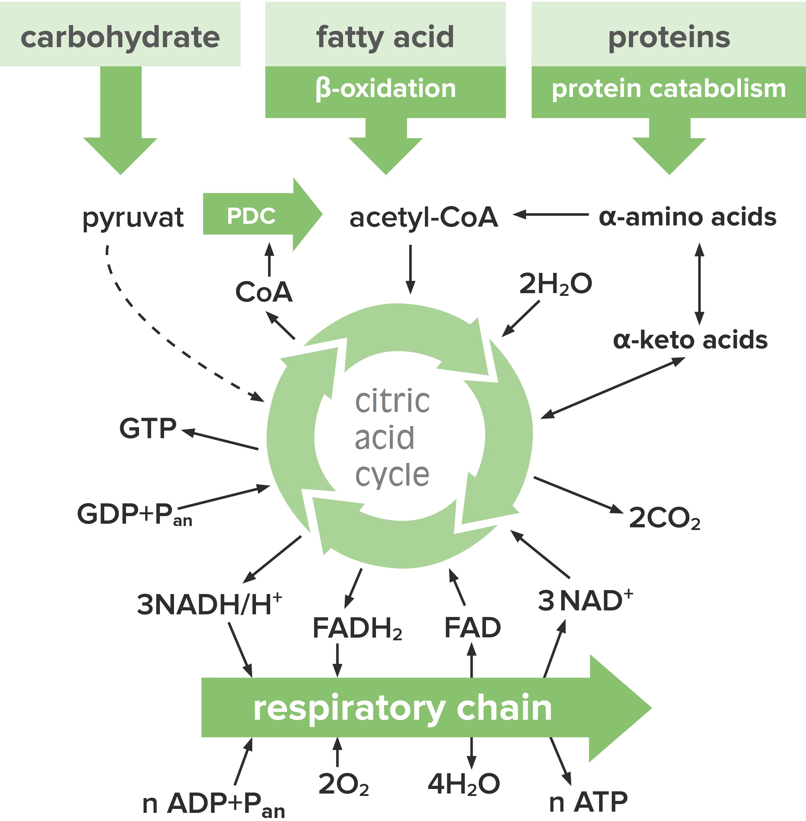 Diagram Of The Citric Acid Cycle