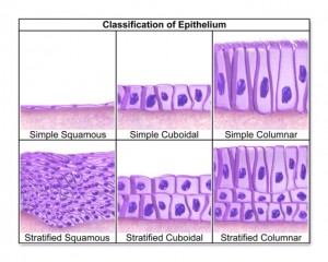 Table Classification Of Epithelial Tissue - sharedoc