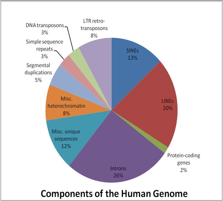 Components-of-the-Human-Genome