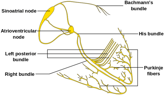 Conduction system of the heart without the Heart Conduction system of the heart without the Heart