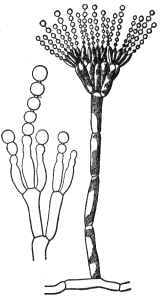 Conidium as a drawing