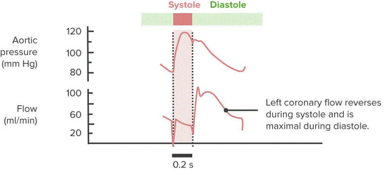Coronary Blood Flow During Contraction and Relaxation