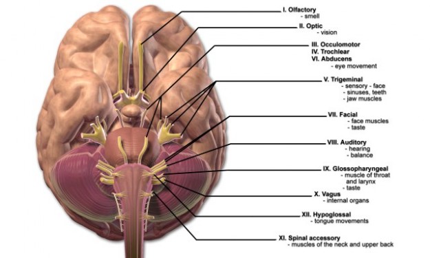 cranialis idegek címkézett diagram