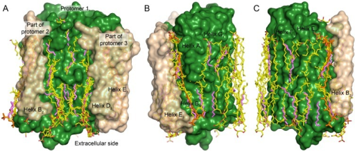 Crystal structure of Escherichia coli-expressed Haloarcula marismortui bacteriorhodopsin digestions of lipids
