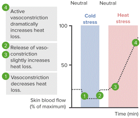 Cutaneous Circulation