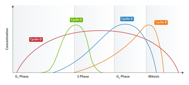 Cyclin-Expression-cell-cycle