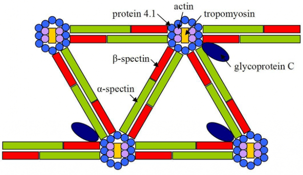 Cytoskeleton