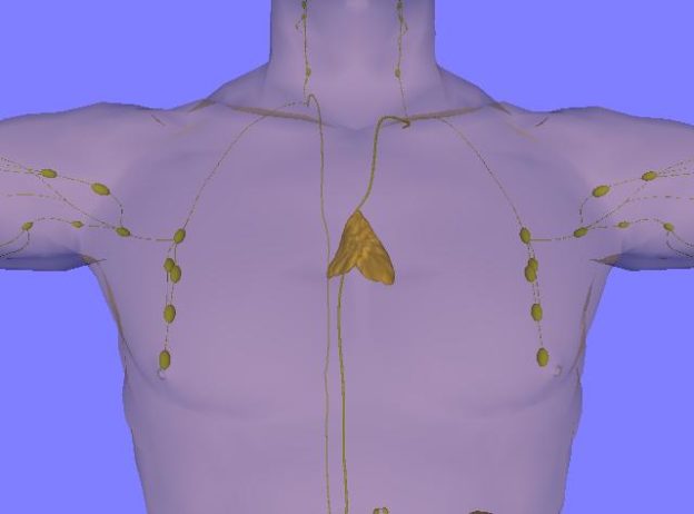 Thymus