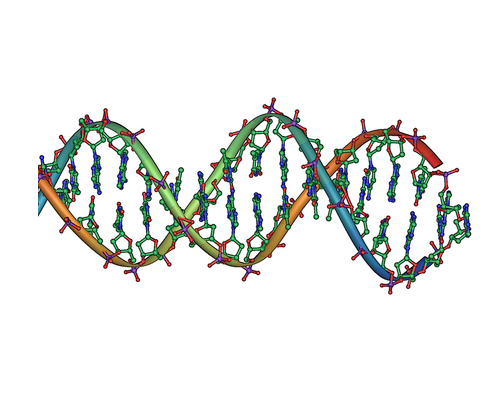 DNA double helix horizontal