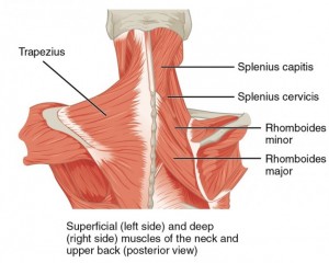Upper Back Anatomy Bones - Back Muscles Anatomy And Functions Kenhub