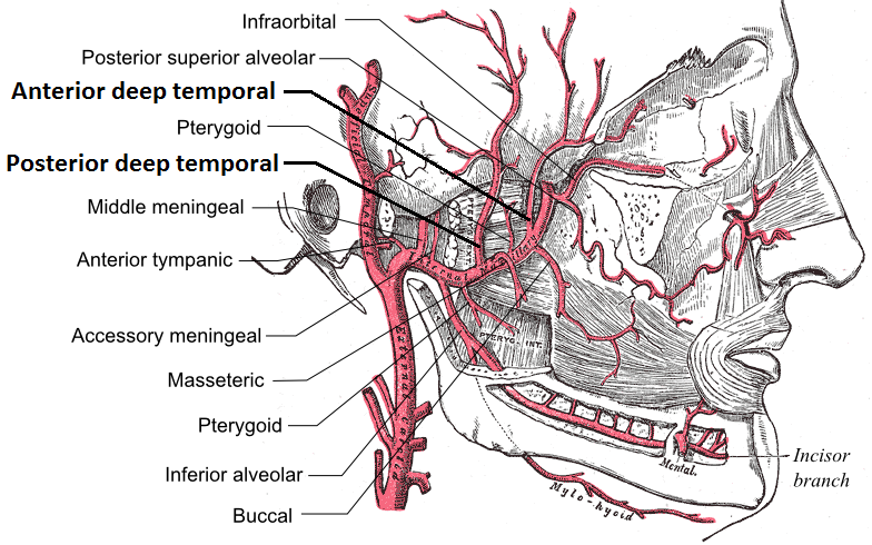 Deep temporal arteries