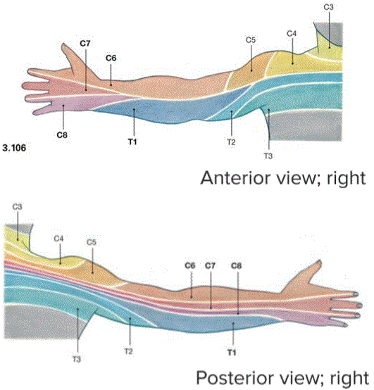 cutaneous innervation arm dermatomes lecturio venous drainage veins created