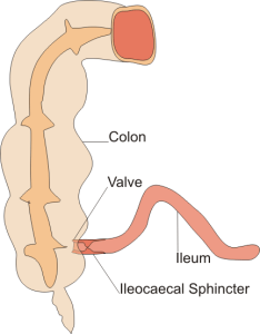 Diagram of Ileocaecal valve and sphincter