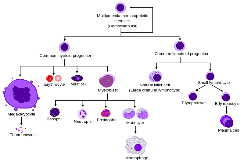 Diagram showing the development of different blood cells from haematopoietic stem cell to mature cells1