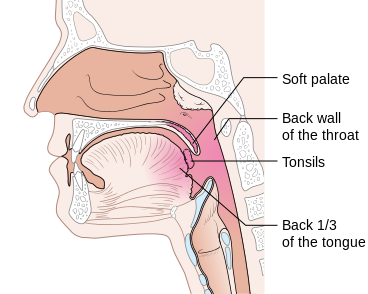 Diagram showing the parts of the oropharynx