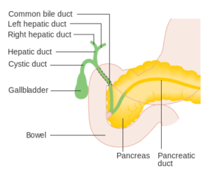 diagram showing the position of the bile ducts