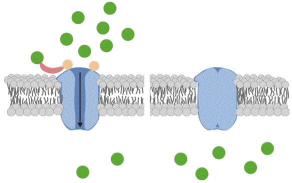 Channel protein