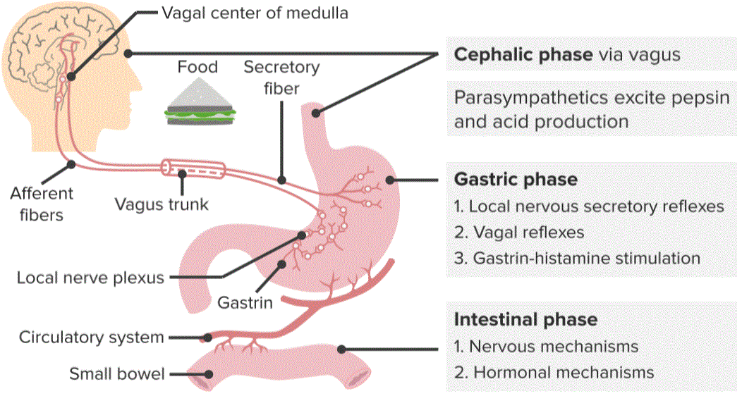 Phases of Digestion