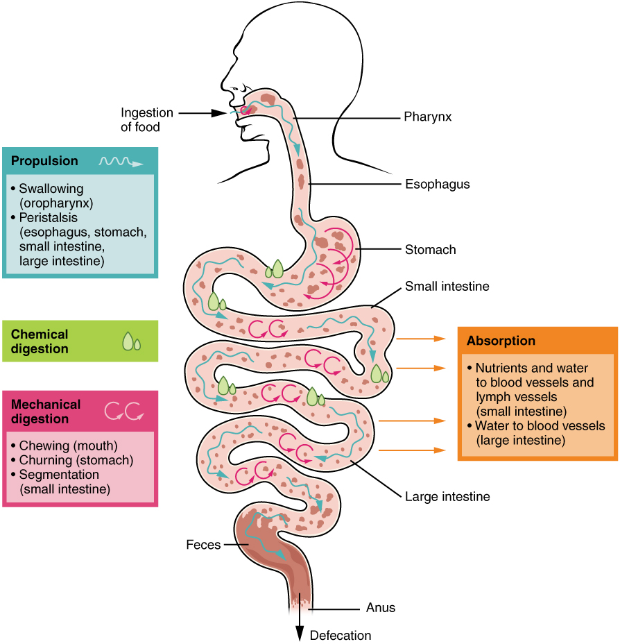 Digestive Processes