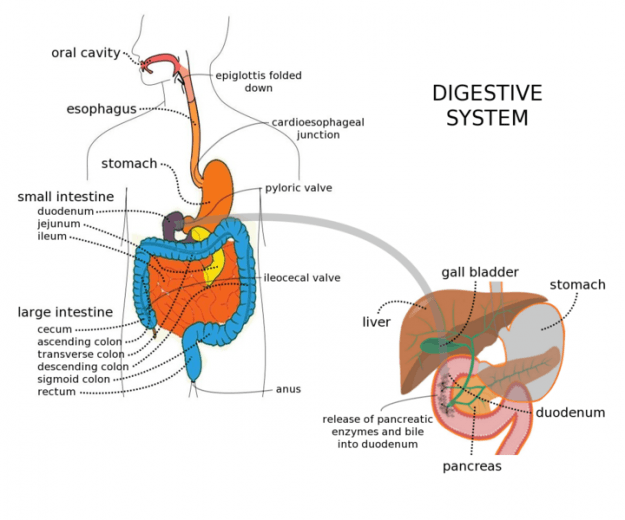 Digestive system Digestive system