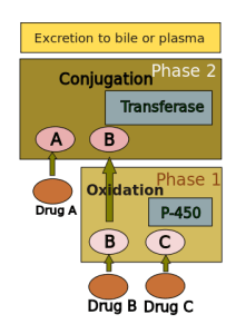 Drug metabolism in liver