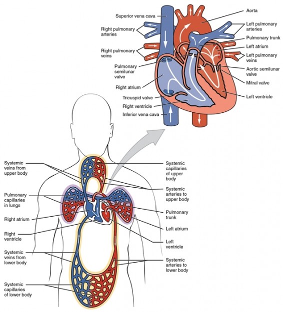 Dual System of the Human Blood Circulation