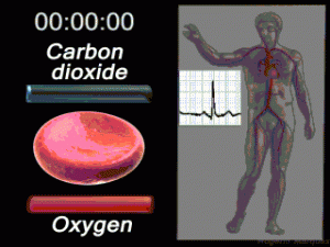Aninmation of a typical human red blood cell cycle in the circulatory system