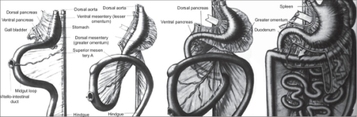 Embryology of dorsal mesoesophagus, mesogastrium and ligaments of stomach