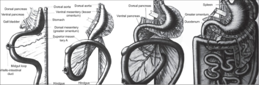 gastrointestinal-tract-and-bronchial-system-embryonic-development