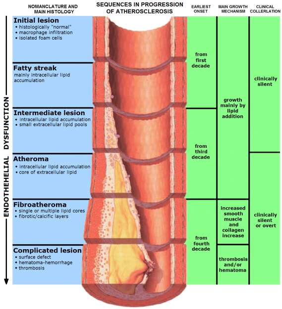 Stages of endothelial dysfunction in atheroscerosis Stages of endothelial dysfunction in atheroscerosis