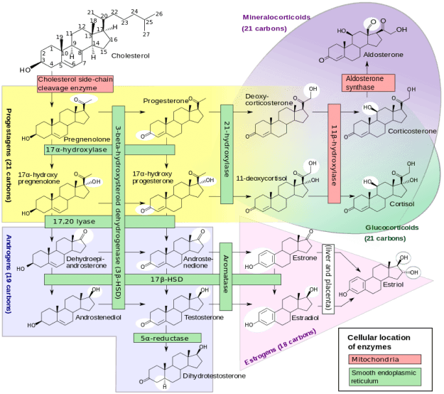 Enzymes, their cellular location, substrates and products in human steroidogenesis