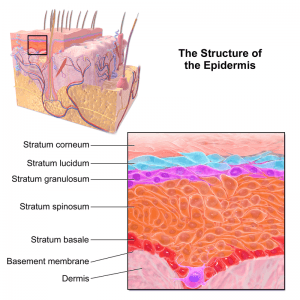 Structure of the Epidermis Structure of the Epidermis