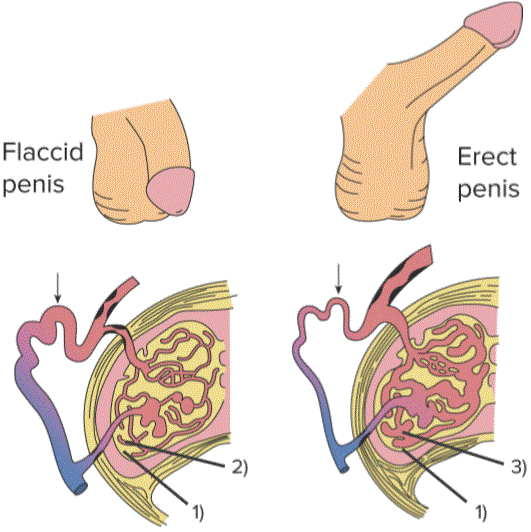 Erection