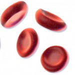 Erythrocytes (red blood cells)